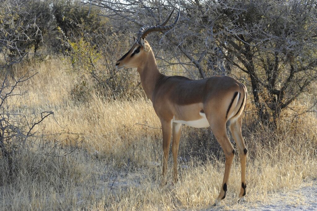 Namibia planea sacrificar más de 700 animales; distribuiría la carne