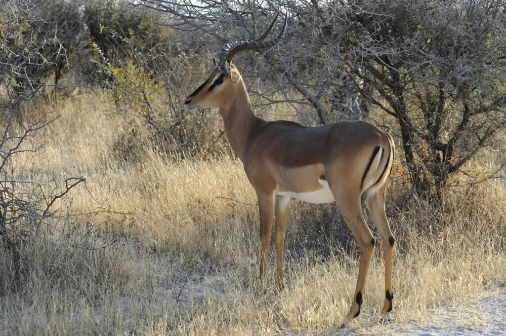 Namibia planea sacrificar más de 700 animales; distribuiría la carne