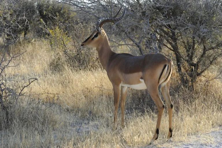 Namibia planea sacrificar más de 700 animales; distribuiría la carne