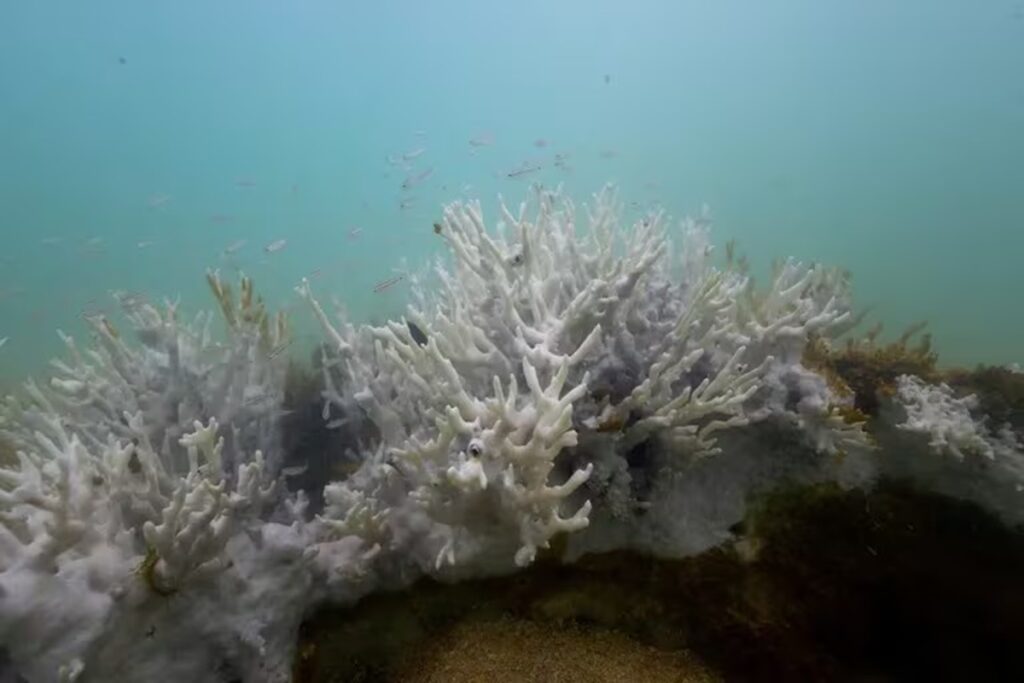Buscan crear “supercoral” que resista el calentamiento global producto del cambio climático