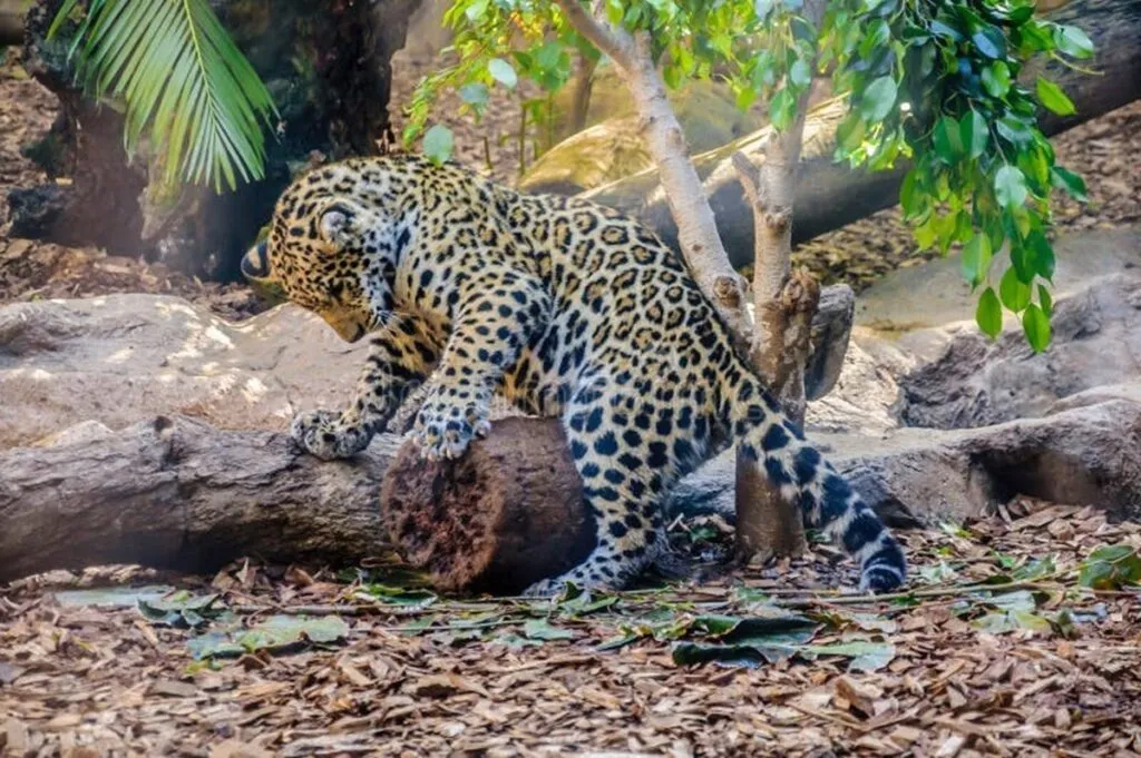 Estudio advierte del declive de fauna silvestre en el mundo