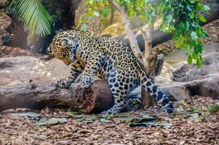 Estudio advierte del declive de fauna silvestre en el mundo