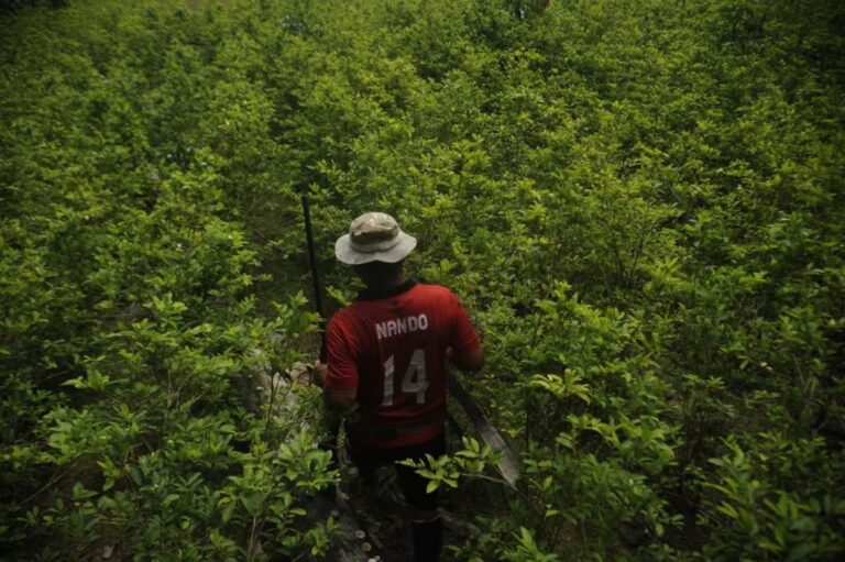 Amazonia en emergencia: un mandato de acción desde los pueblos indígenas