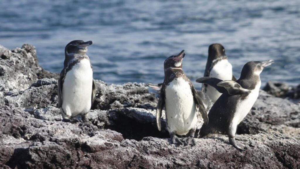 Del agua al pingüino: la cadena que contamina de microplásticos a las emblemáticas aves de Galápagos