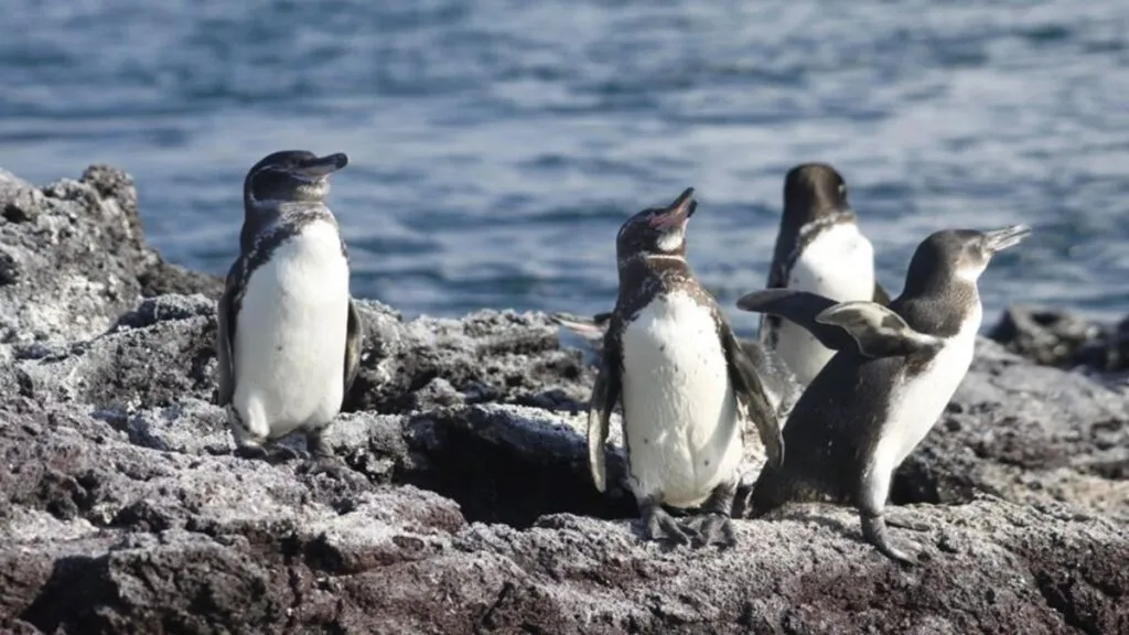 Del agua al pingüino: la cadena que contamina de microplásticos a las emblemáticas aves de Galápagos