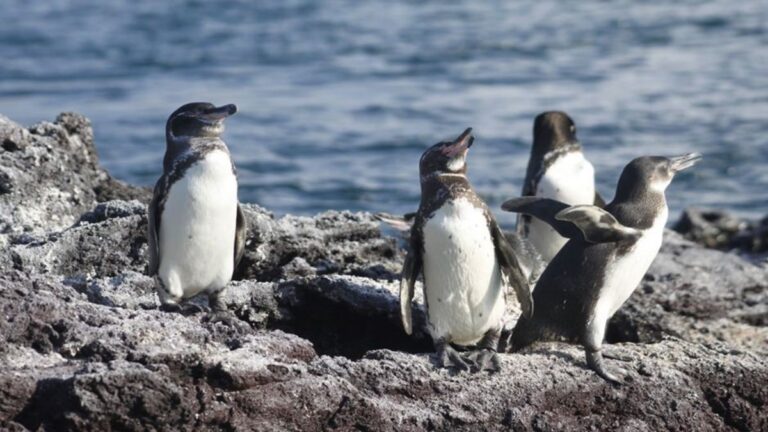 Del agua al pingüino: la cadena que contamina de microplásticos a las emblemáticas aves de Galápagos