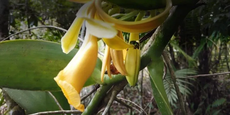 Polinizar un bosque flor a flor: el rescate de la vainilla amazónica de los awajún