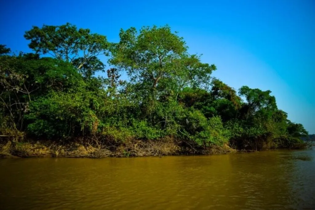 Amazonía ecuatoriana: descubren ‘microplásticos’ en peces de los ríos