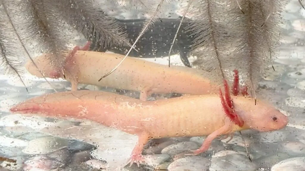 Levanta UNAM nuevo censo del axolote en Xochimilco