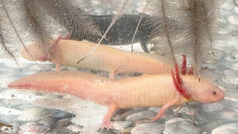 Levanta UNAM nuevo censo del axolote en Xochimilco