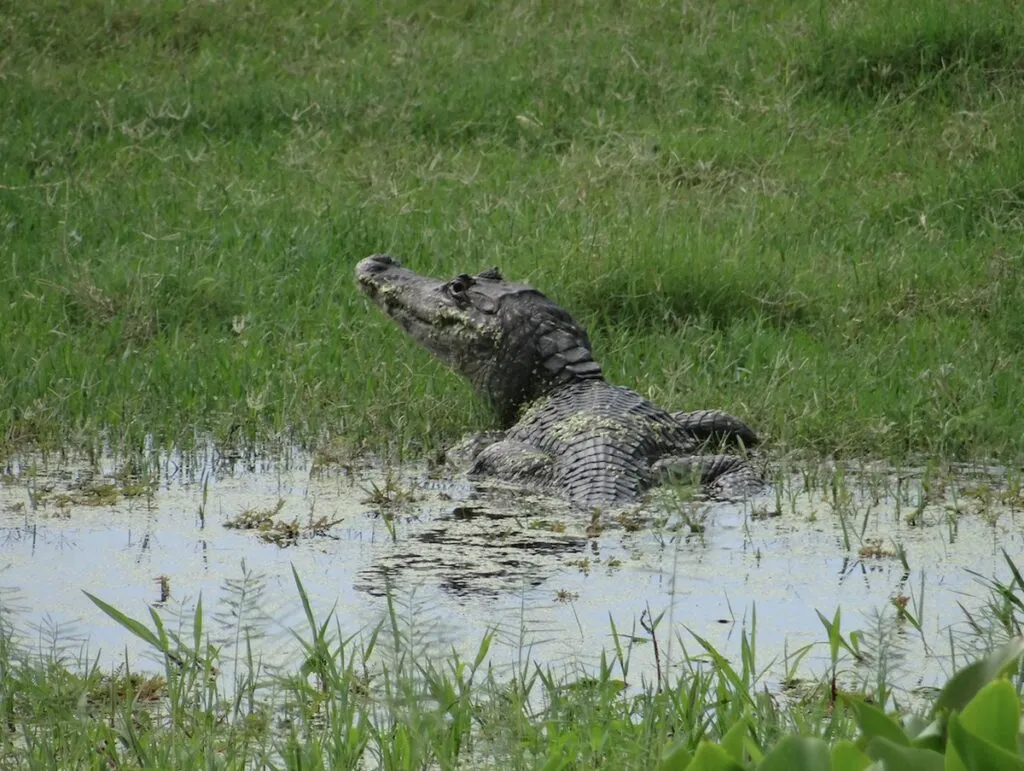 Proteger cocodrilos para tener camarones: la historia de los pescadores que recuperaron la salud de un estuario en México
