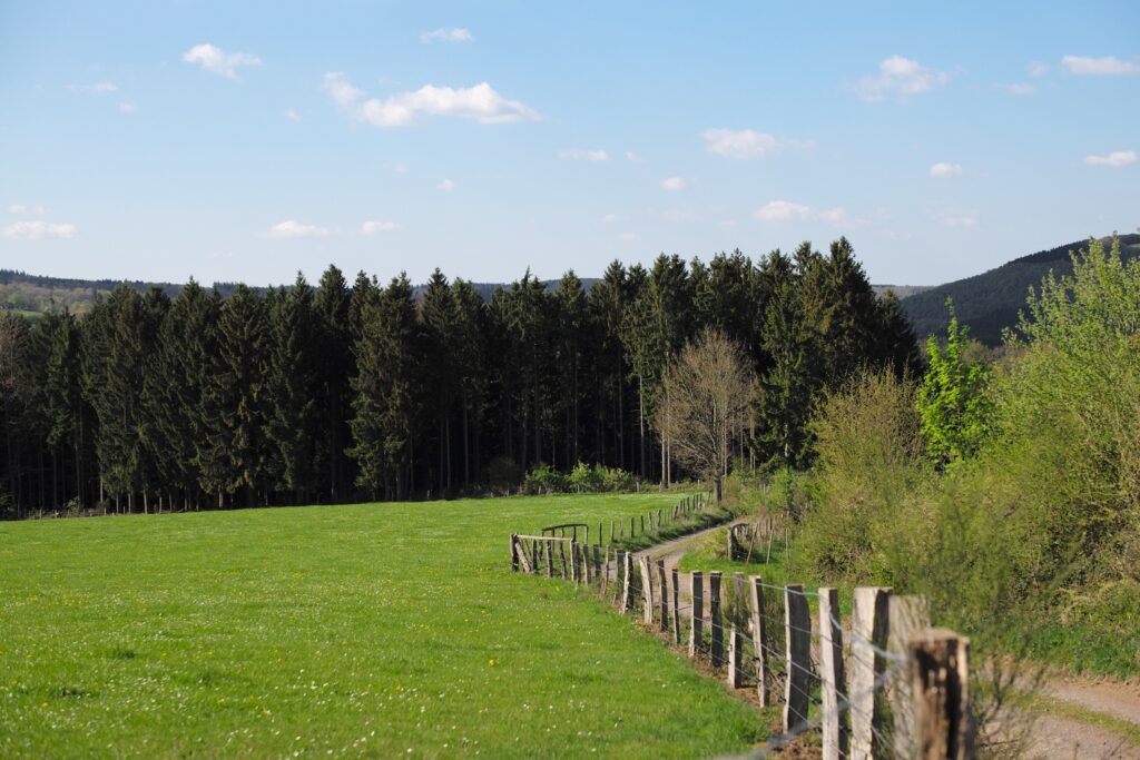 Dinamarca transformará su paisaje: planea plantar mil millones de árboles y más áreas naturales