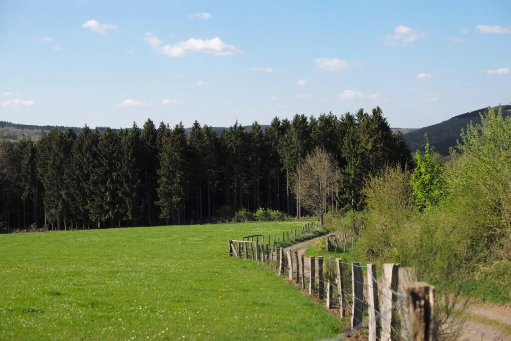 Dinamarca transformará su paisaje: planea plantar mil millones de árboles y más áreas naturales