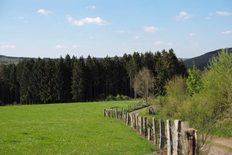 Dinamarca transformará su paisaje: planea plantar mil millones de árboles y más áreas naturales