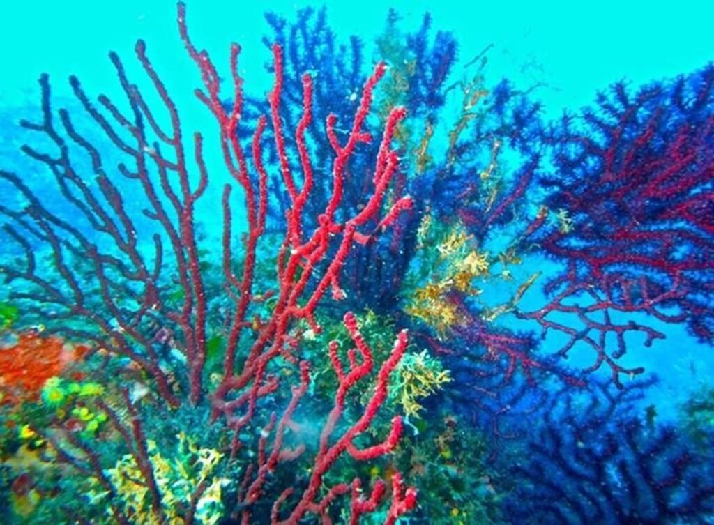Si las temperaturas globales siguen aumentando, los arrecifes de coral desaparecerán
