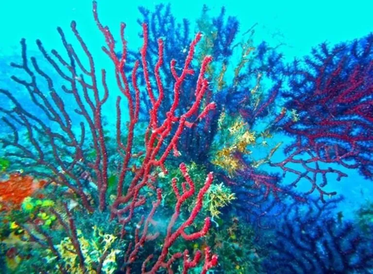 Si las temperaturas globales siguen aumentando, los arrecifes de coral desaparecerán
