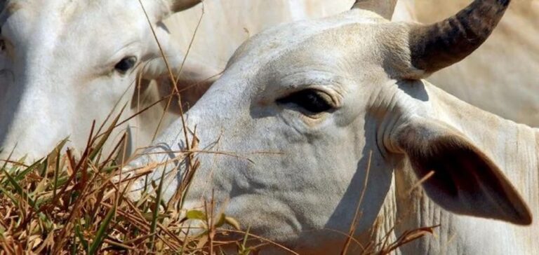 Brasil: la cadena cárnica enfrenta obstáculos ambientales