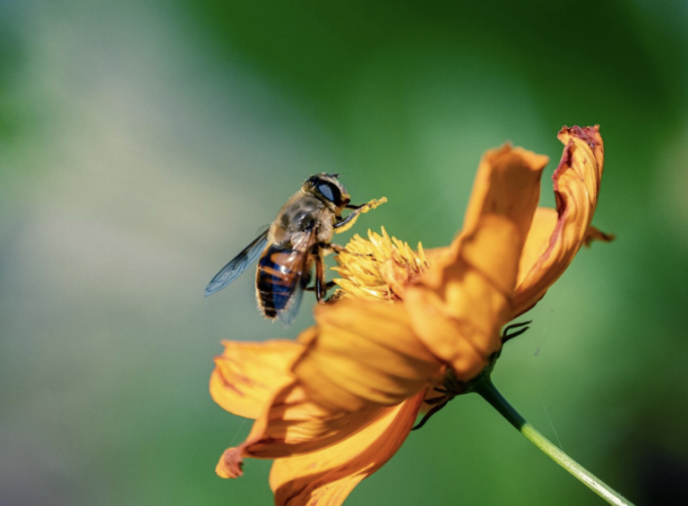 Protege Corporativo Kosmos a polinizadores.