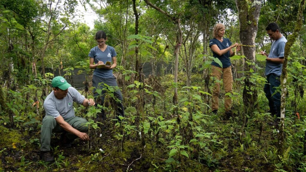 La lucha científica por revivir un bosque en las Islas Galápagos
