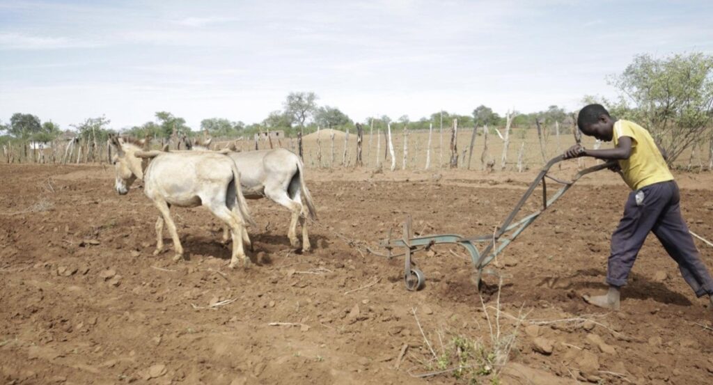 Sequía en Zimbabue: la solución innovadora de los agricultores