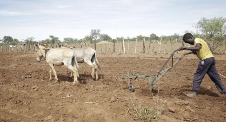 Sequía en Zimbabue: la solución innovadora de los agricultores