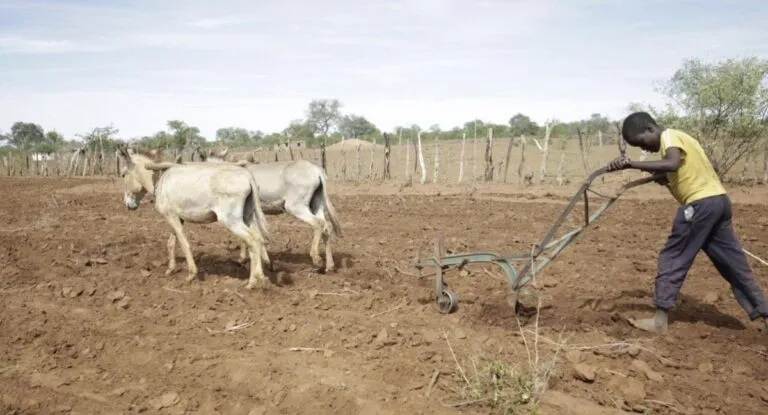 Sequía en Zimbabue: la solución innovadora de los agricultores