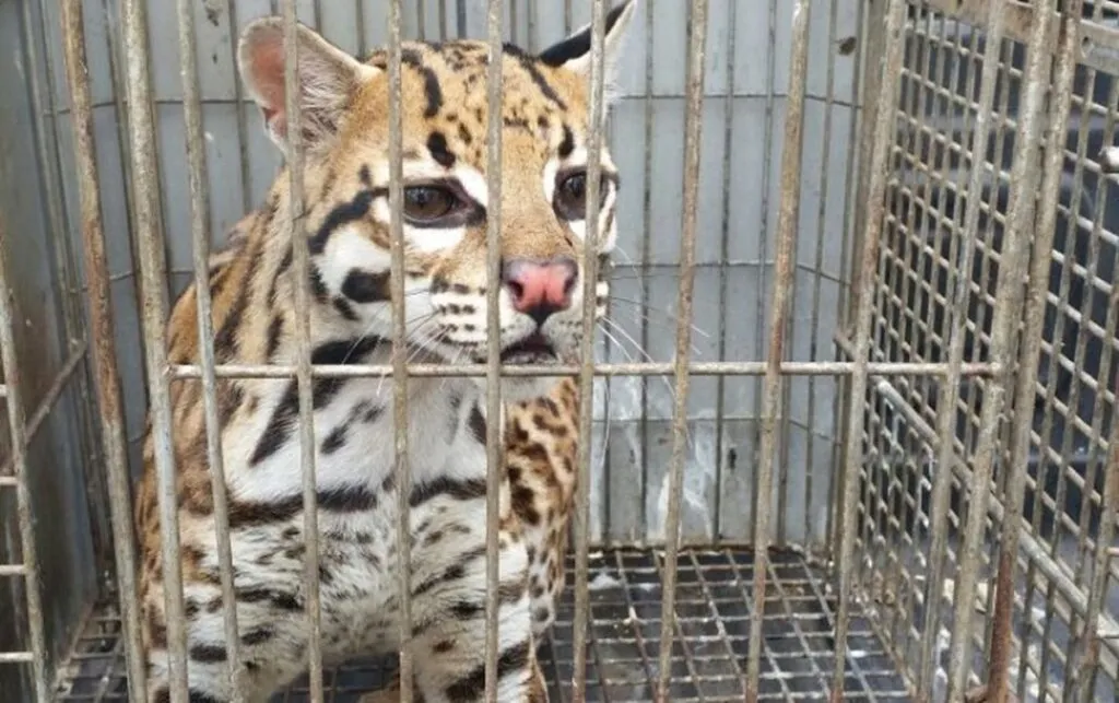 Tráfico ilegal de animales genera entre 15 y 20 mmdd anuales