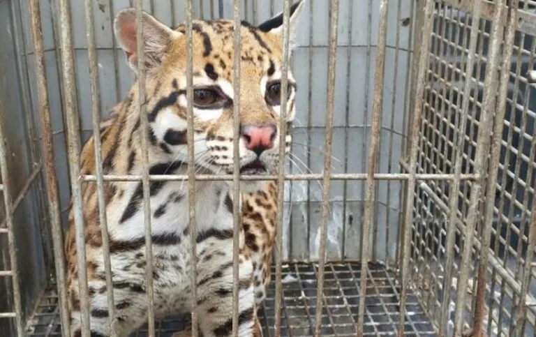 Tráfico ilegal de animales genera entre 15 y 20 mmdd anuales