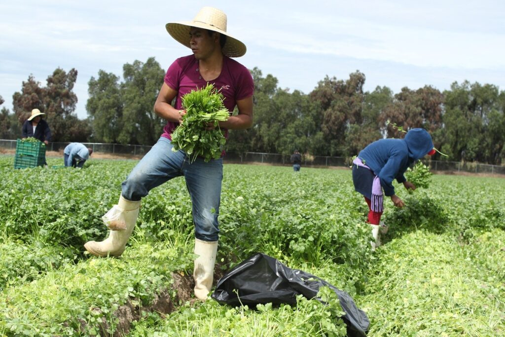 En riesgo, seguridad alimentaria del sur de México y parte de Centroamérica