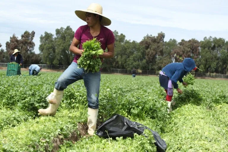 En riesgo, seguridad alimentaria del sur de México y parte de Centroamérica