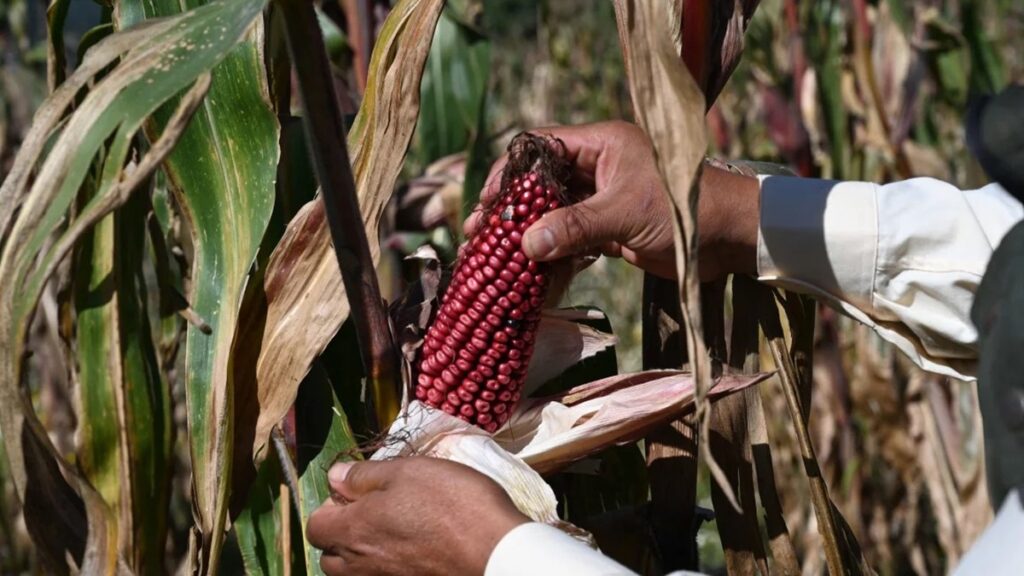 El sistema de milpa maya, un ejemplo a nivel mundial
