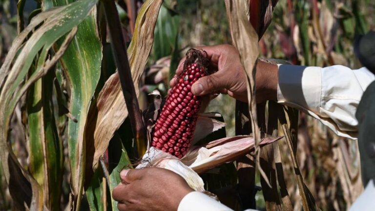 El sistema de milpa maya, un ejemplo a nivel mundial