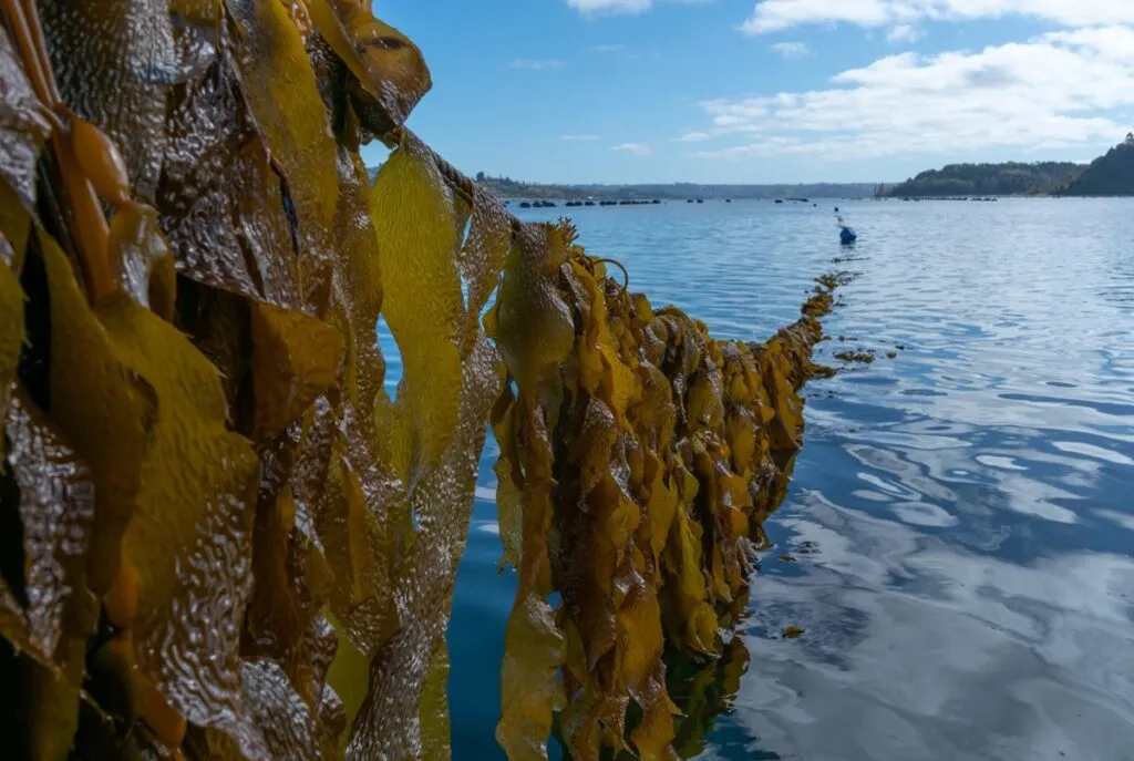 Proyecto de siembra de algas para proteger el mar prístino de la Patagonia argentina