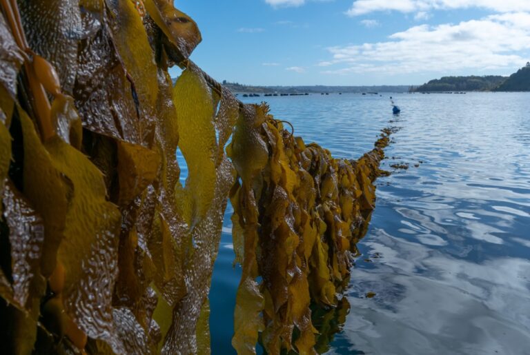 Proyecto de siembra de algas para proteger el mar prístino de la Patagonia argentina