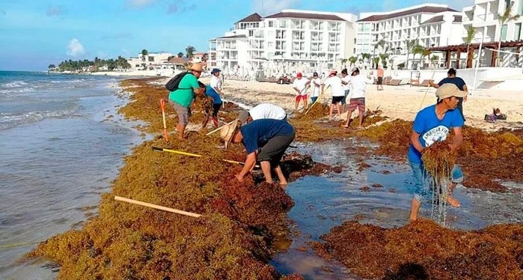 Riviera Maya: innovación transforma sargazo en arrecifes