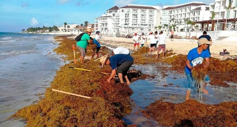 Riviera Maya: innovación transforma sargazo en arrecifes