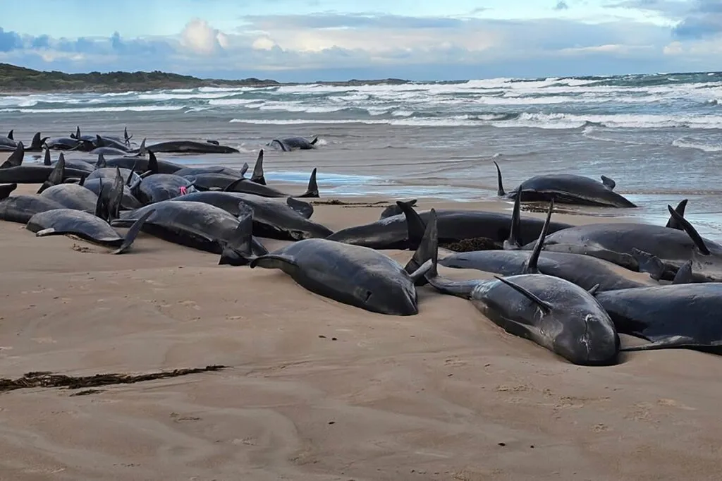 Más de 150 ballenas mueren o serán sacrificadas en Australia
