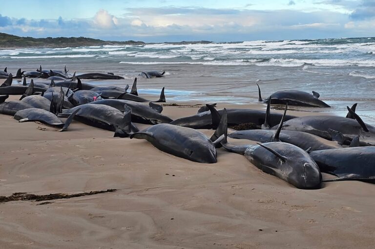 Más de 150 ballenas mueren o serán sacrificadas en Australia