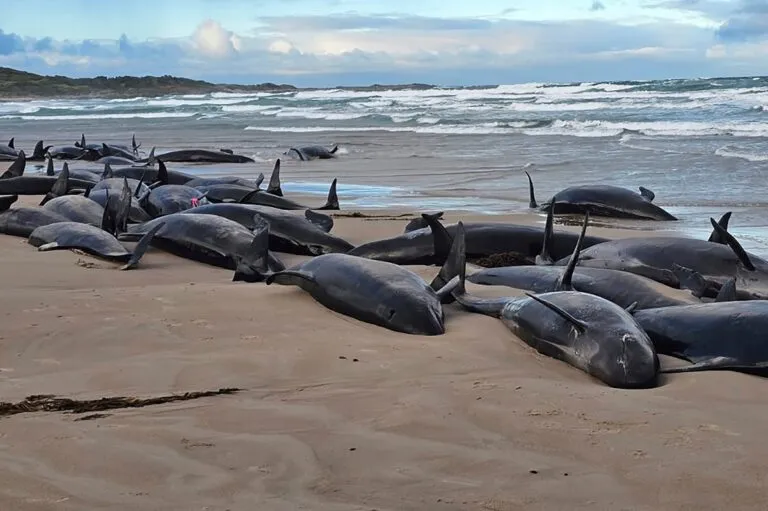 Más de 150 ballenas mueren o serán sacrificadas en Australia