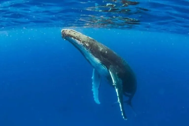 El inesperado papel de las ballenas en la lucha contra el cambio climático