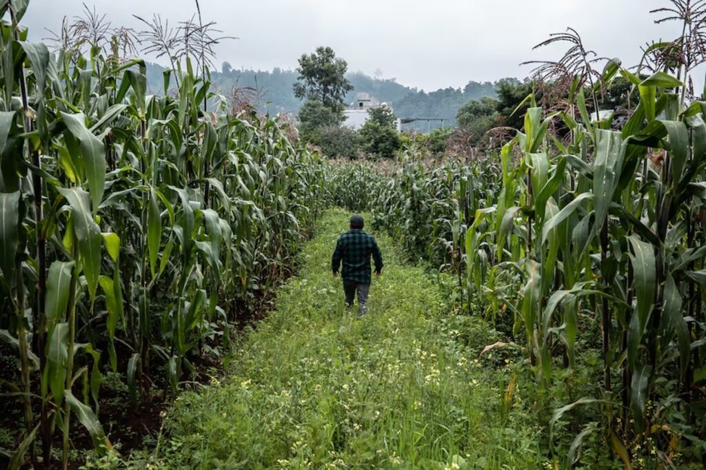 Milpa, huerta ancestral que ejerce de escudo contra crisis climática en Guatemala