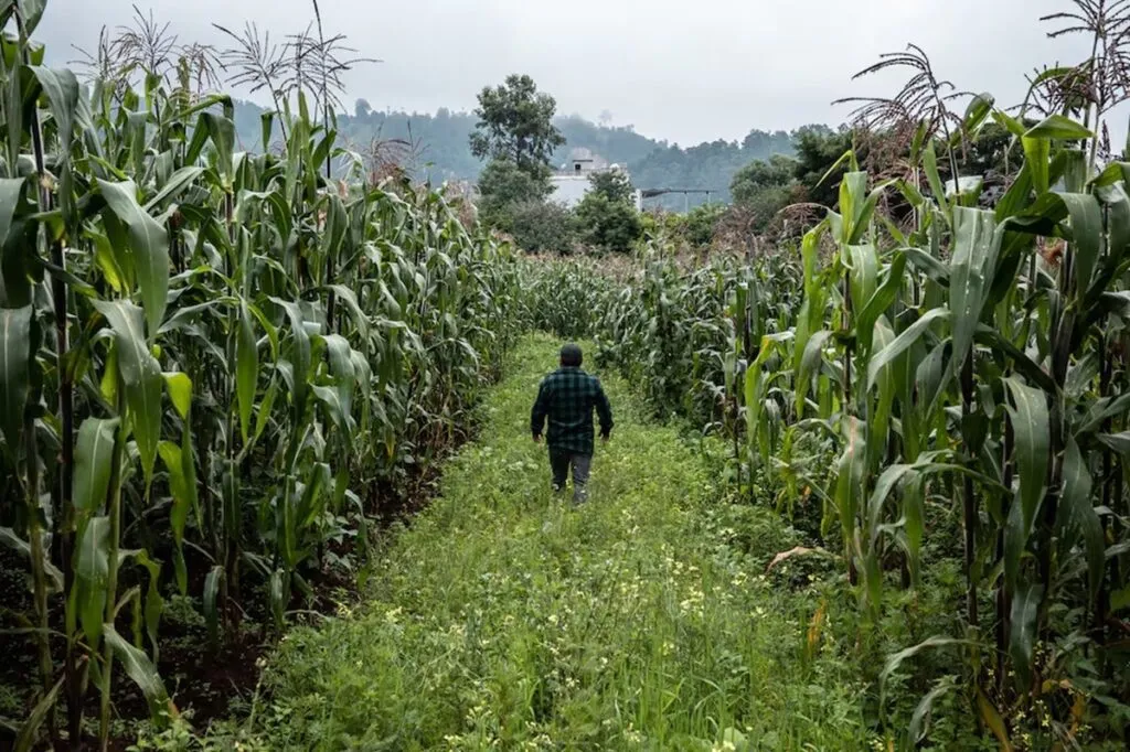 Milpa, huerta ancestral que ejerce de escudo contra crisis climática en Guatemala