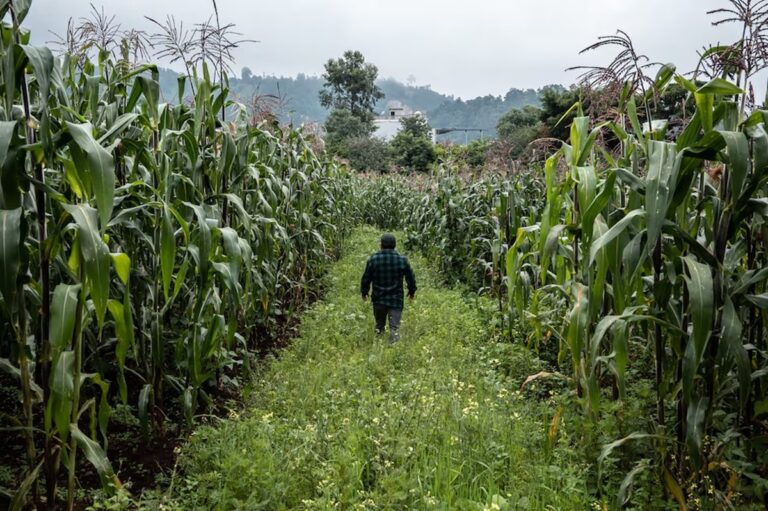 Milpa, huerta ancestral que ejerce de escudo contra crisis climática en Guatemala