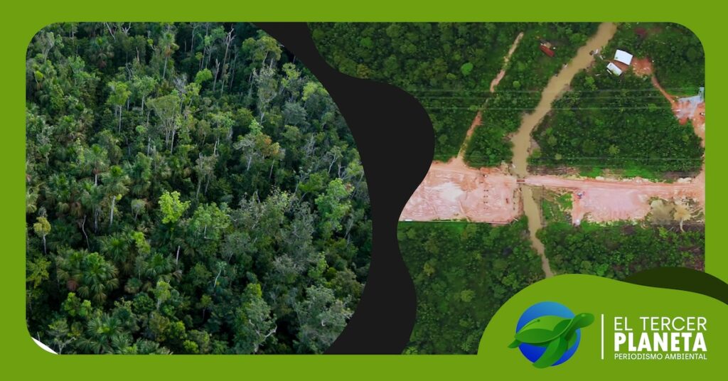 ¿Talando árboles para la COP30?