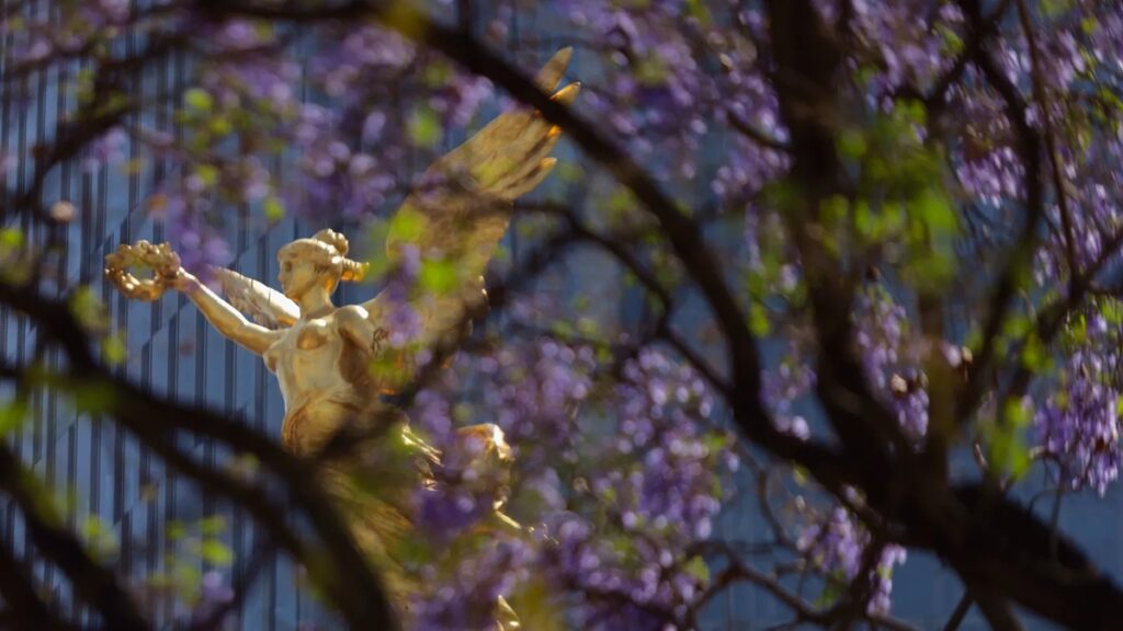 Científicos de la UNAM buscan resolver el misterio del florecimiento prematuro de las jacarandas