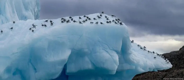 Capa de hielo marino alcanzó mínimo histórico en febrero
