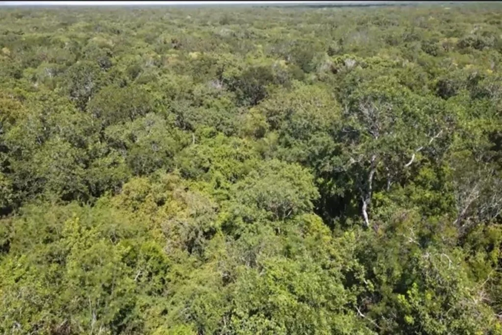 Confirman denuncia contra deforestación en Reserva Cuxtal, en Mérida