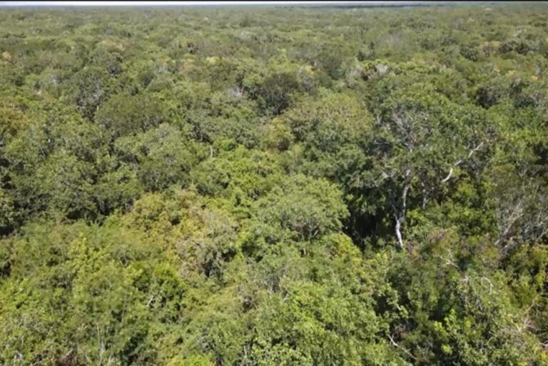 Confirman denuncia contra deforestación en Reserva Cuxtal, en Mérida