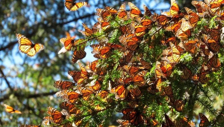 Se duplica presencia de la mariposa monarca en México