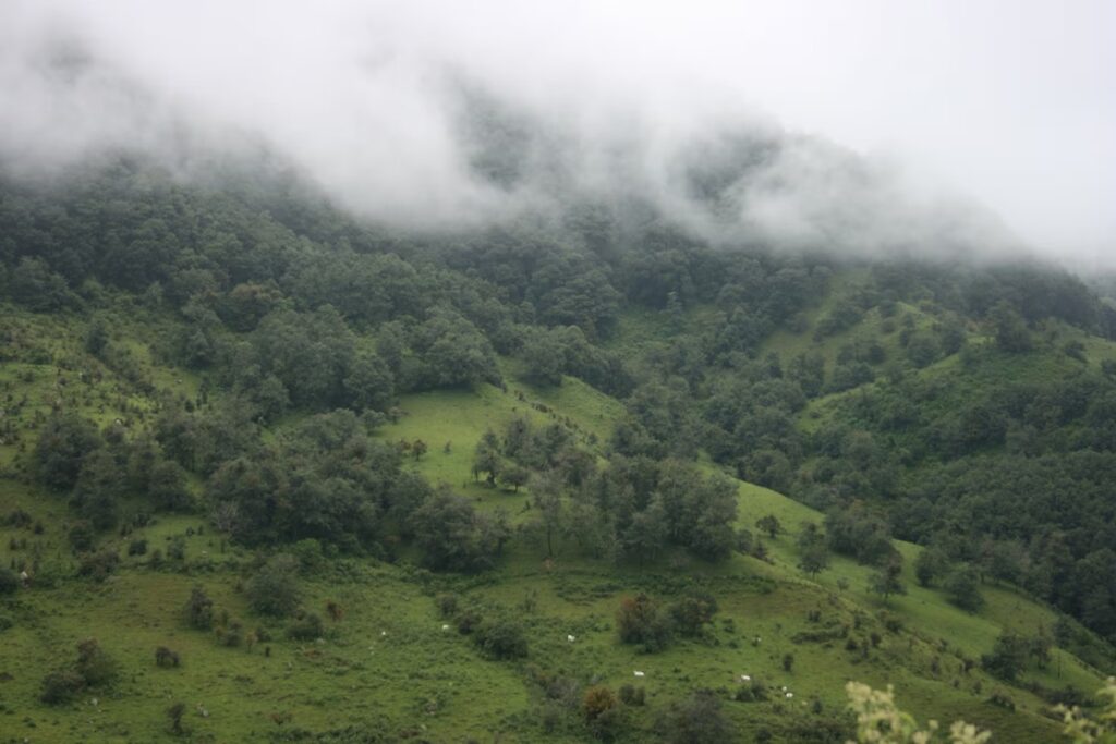 Plantas de los bosques nublados de Mesoamérica trepan las montañas para escapar del cambio climático